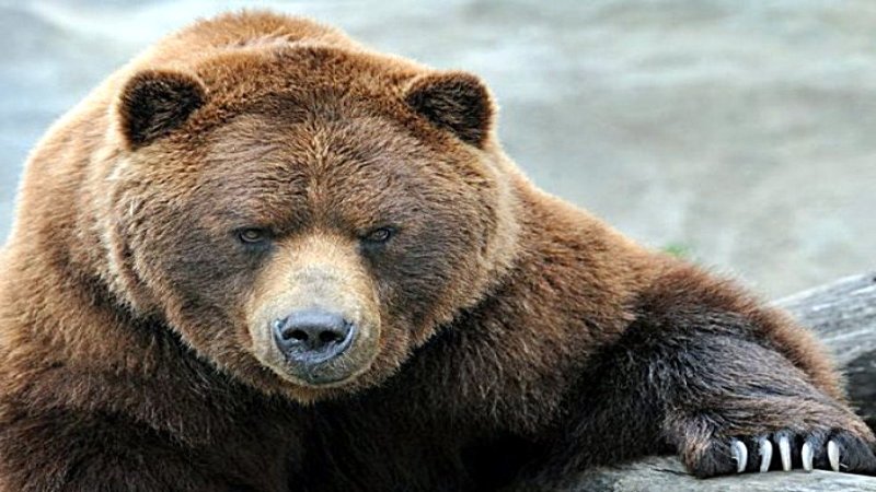 oso ruso