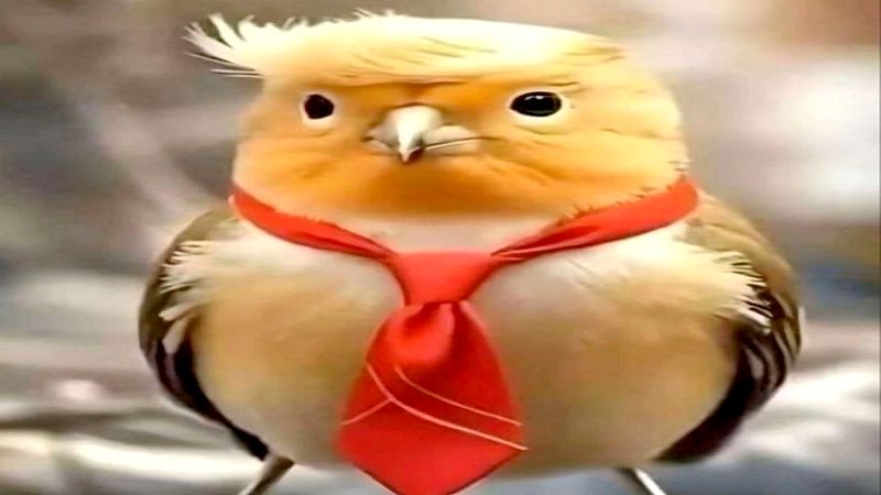 elogio a Trump